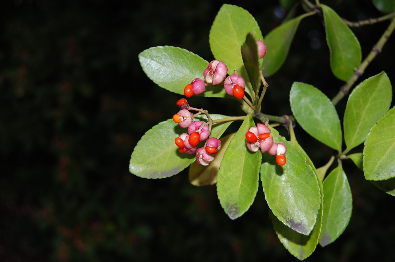 Nikon D40 sample photo. Fruit, weird, plant photography