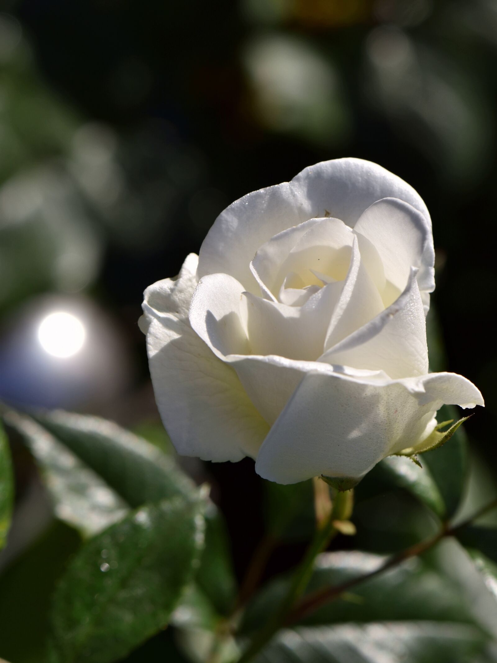 Nikon D5600 sample photo. Rose, white, blossom photography