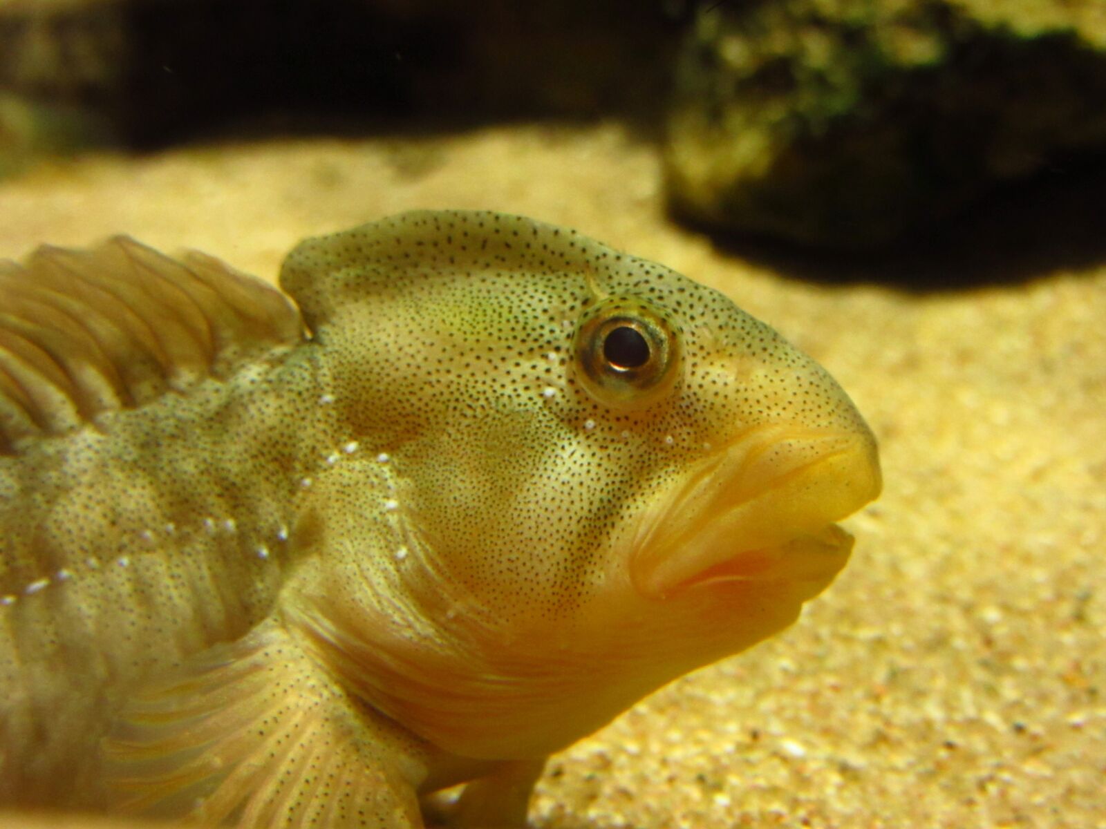 Canon PowerShot SX600 HS sample photo. Slime fish, freshwater fish photography
