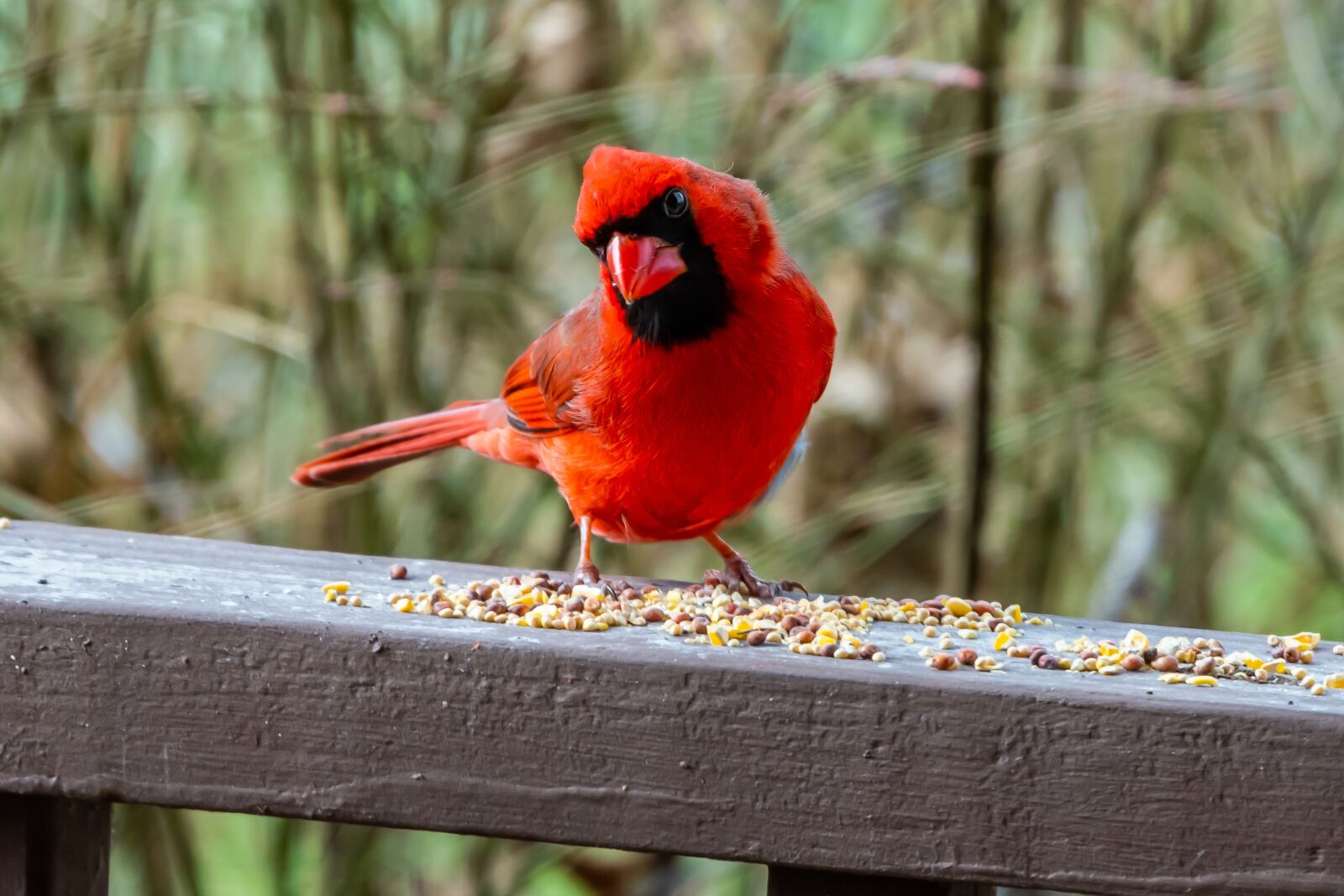 Nikon D850 sample photo. Cardinal, bird, wildlife photography