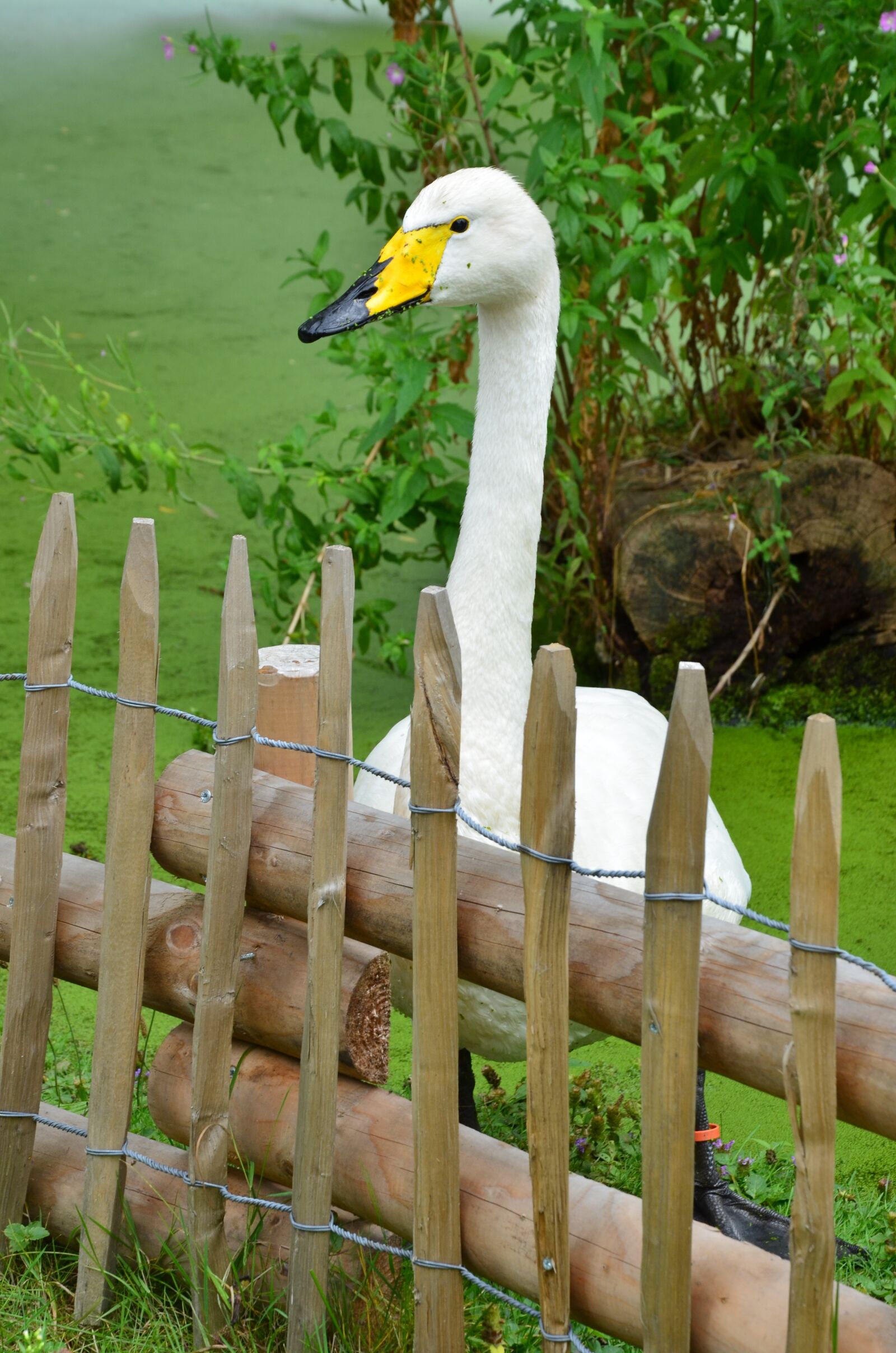 Nikon D5100 sample photo. Goose, nature, bird photography