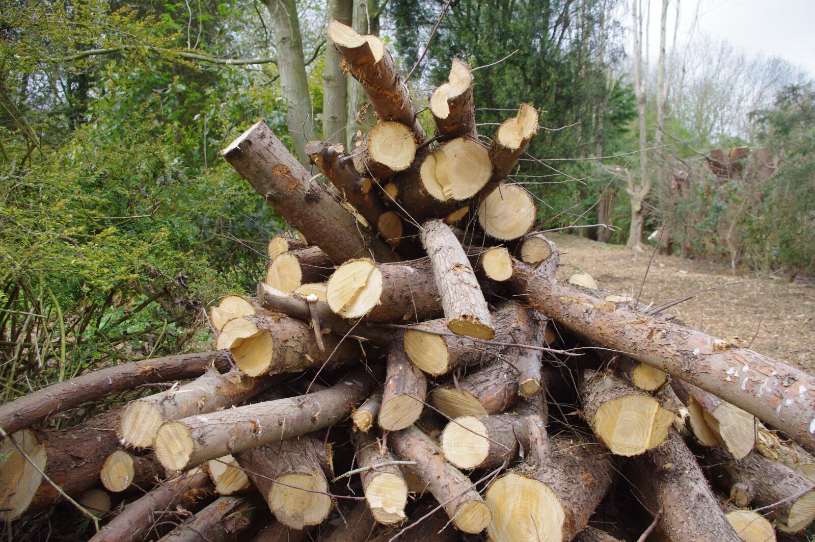 Pentax K-x sample photo. Log pile, countryside, stack photography