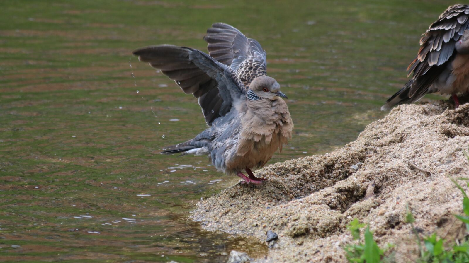 Canon EOS 750D (EOS Rebel T6i / EOS Kiss X8i) sample photo. New, nature, wildlife photography