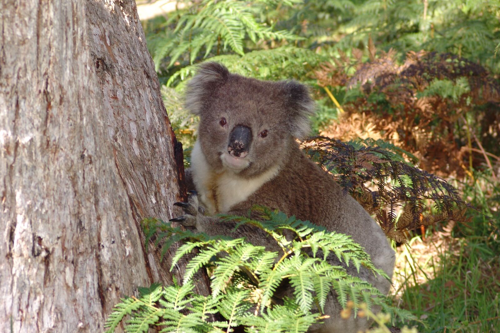 Sony DSC-F828 sample photo. Koala, australia, animal photography