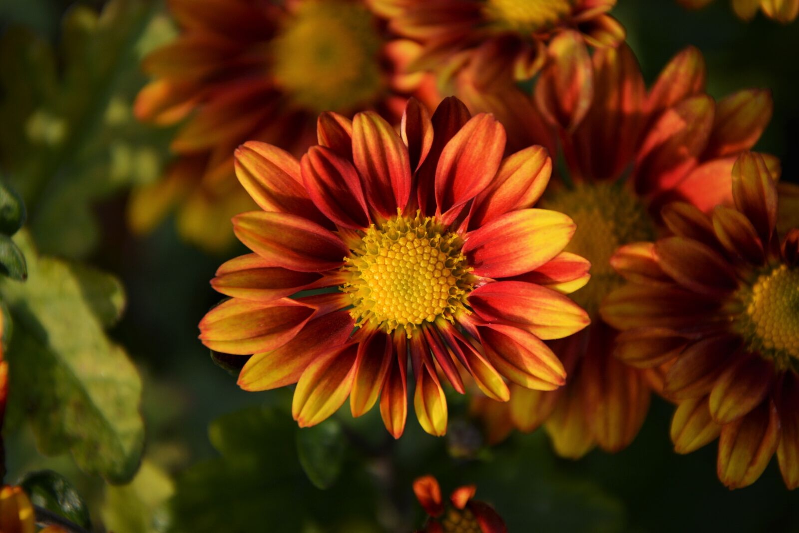 Nikon D7100 sample photo. Flower, chichewa live, vivid photography