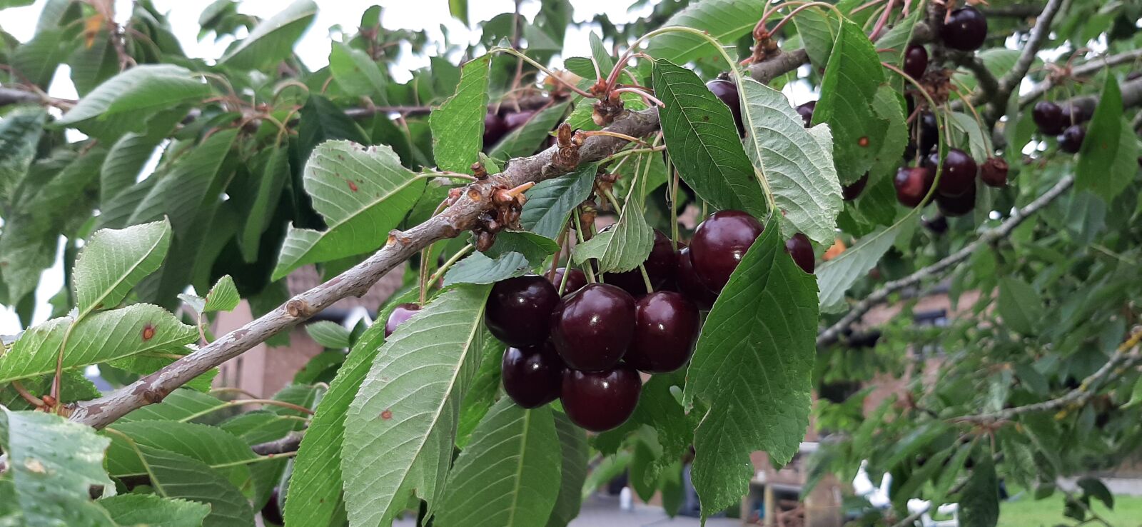 Samsung Galaxy A50 sample photo. Fruit, branch, cherry photography