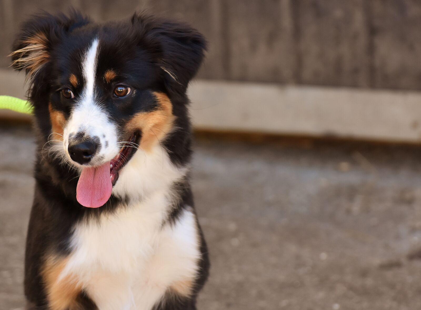 Nikon D7200 sample photo. Dog, cute, young dog photography