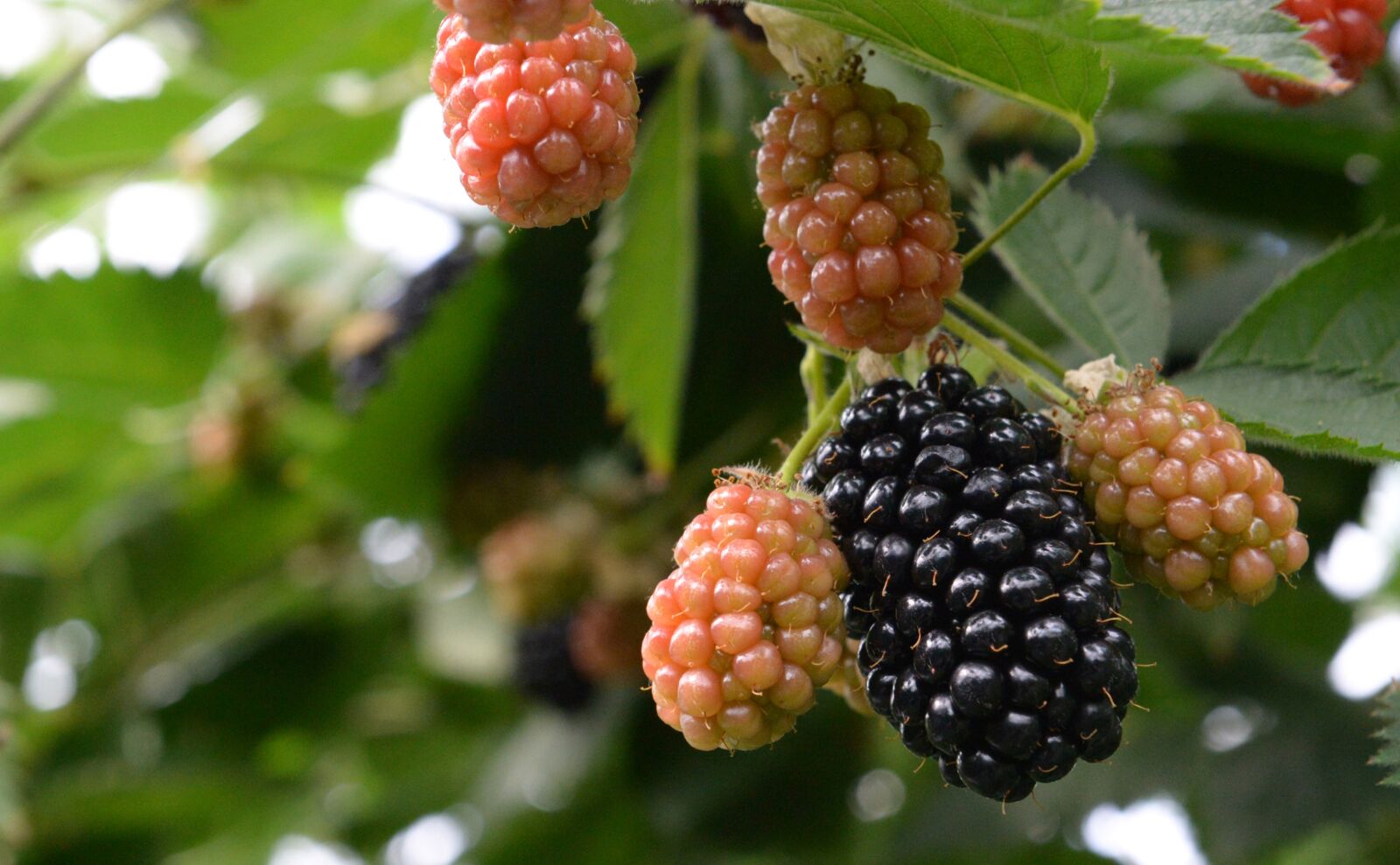 Nikon D4 sample photo. Blackberry, blackberries, berries photography