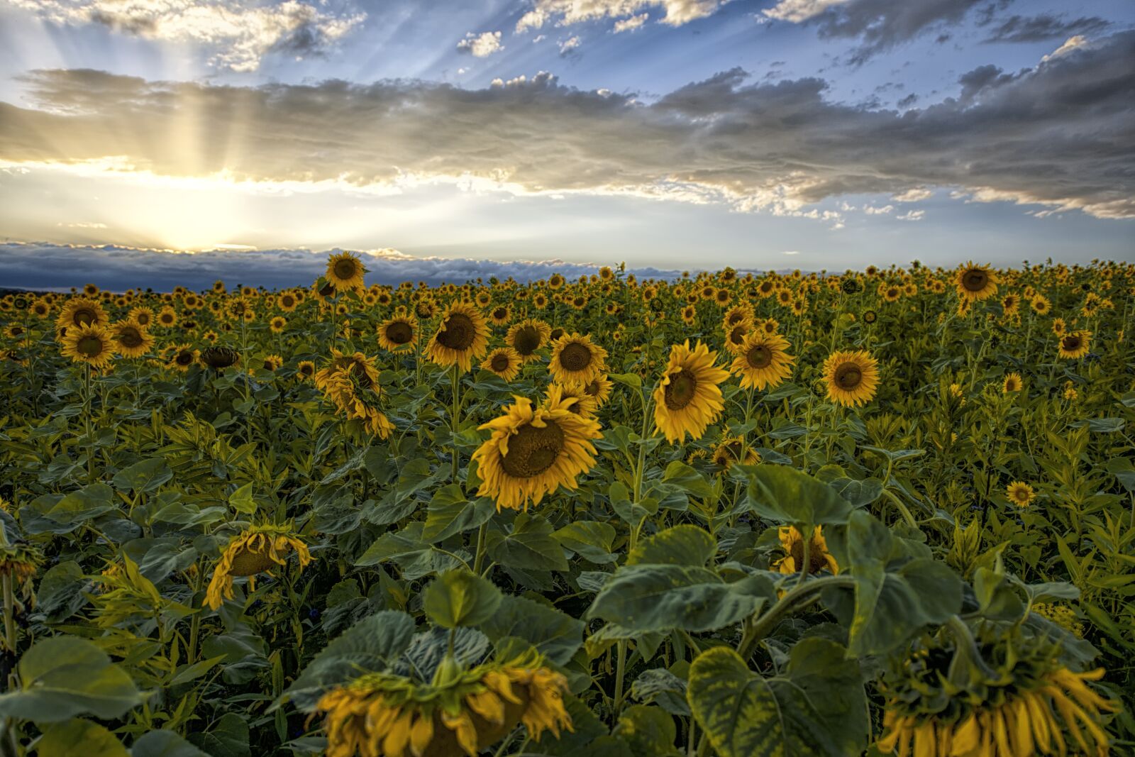 Nikon D3X sample photo. Sunflower, sunset, sky photography
