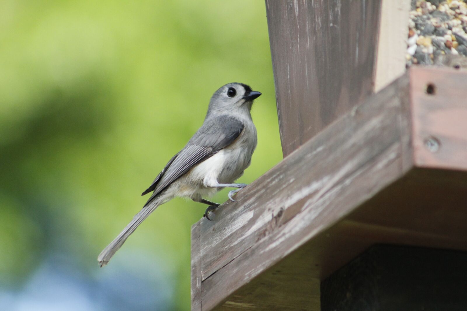 Canon EOS 550D (EOS Rebel T2i / EOS Kiss X4) sample photo. Bird, wildlife, nature photography