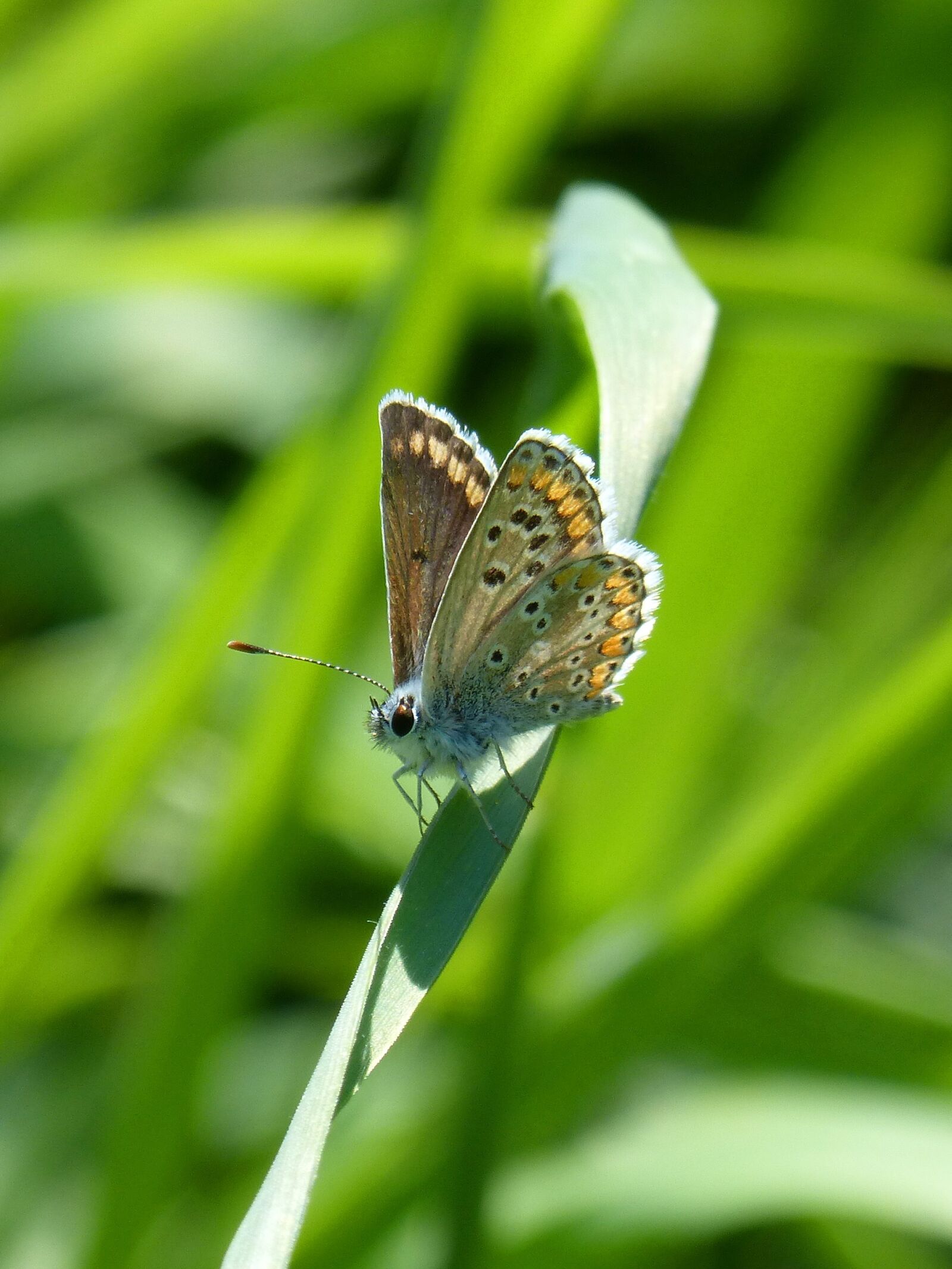 Panasonic DMC-FZ62 sample photo. Butterfly, brunette, moreneta southern photography