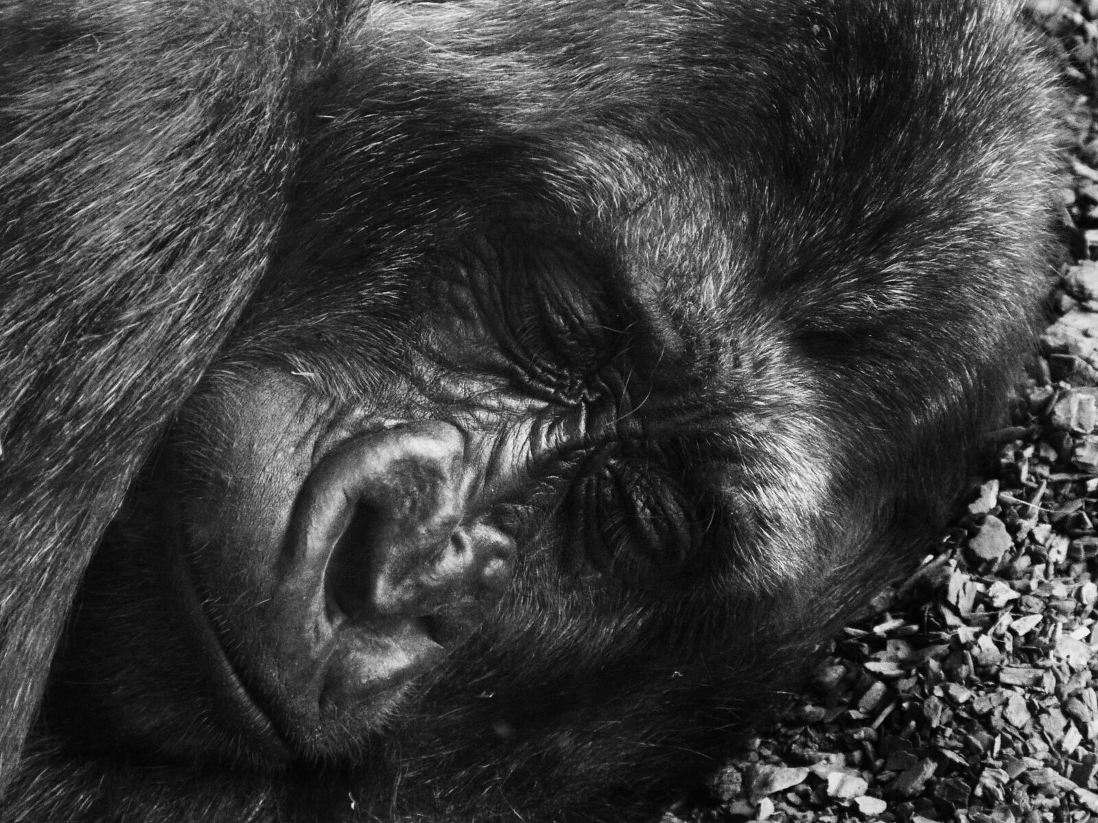 Panasonic Lumix DMC-FZ40 (Lumix DMC-FZ45) sample photo. Gorilla, animals, nature photography