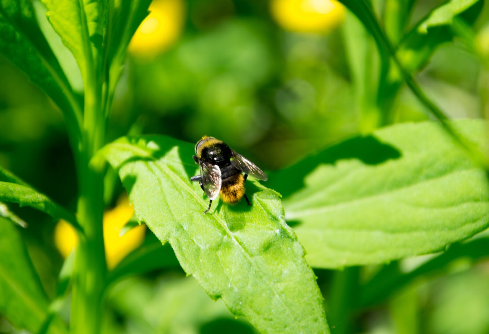 Nikon D3300 sample photo. Bee, nature, flower photography
