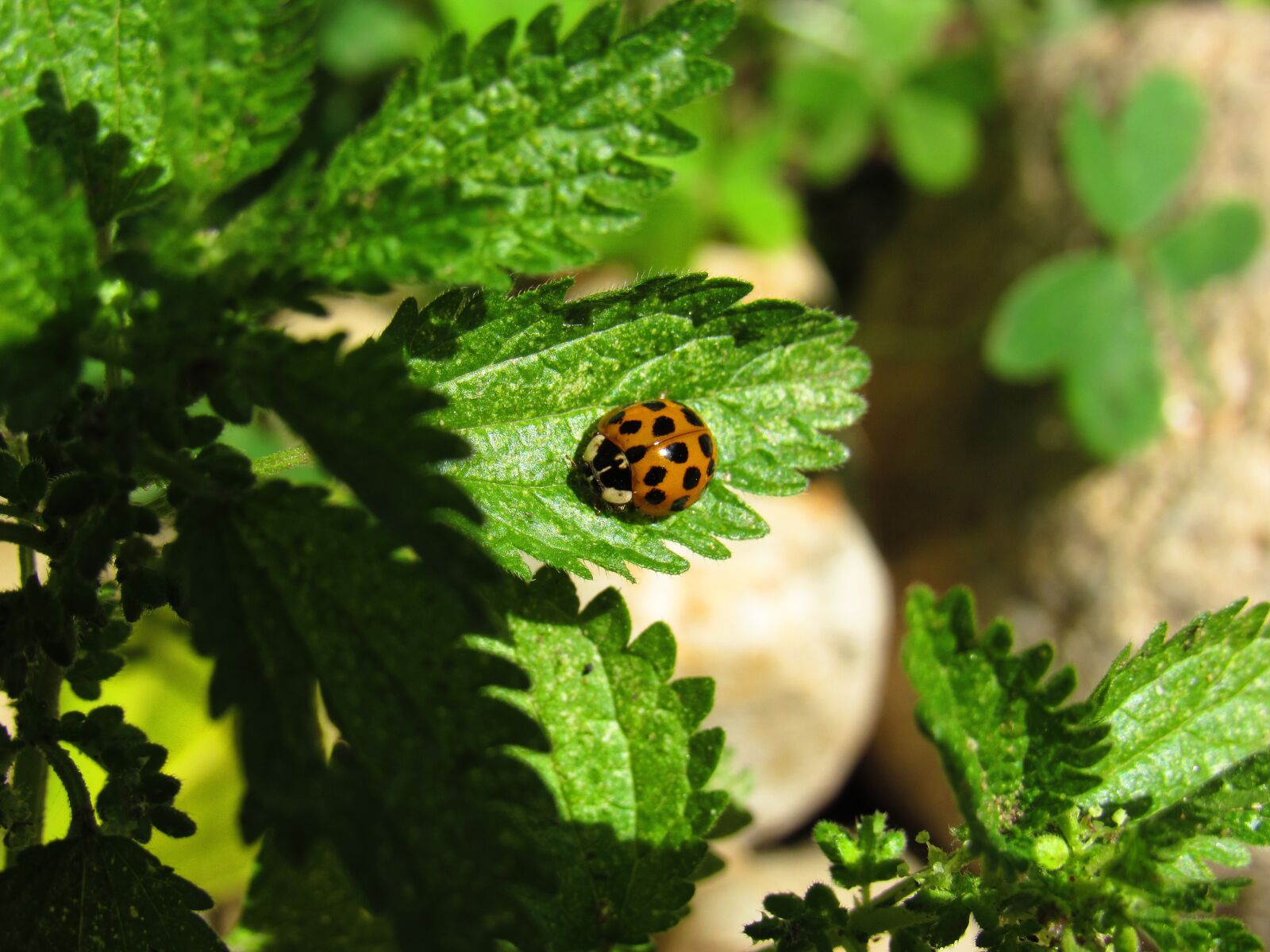 Canon PowerShot SX530 HS sample photo. Ladybug, bug, beetle photography
