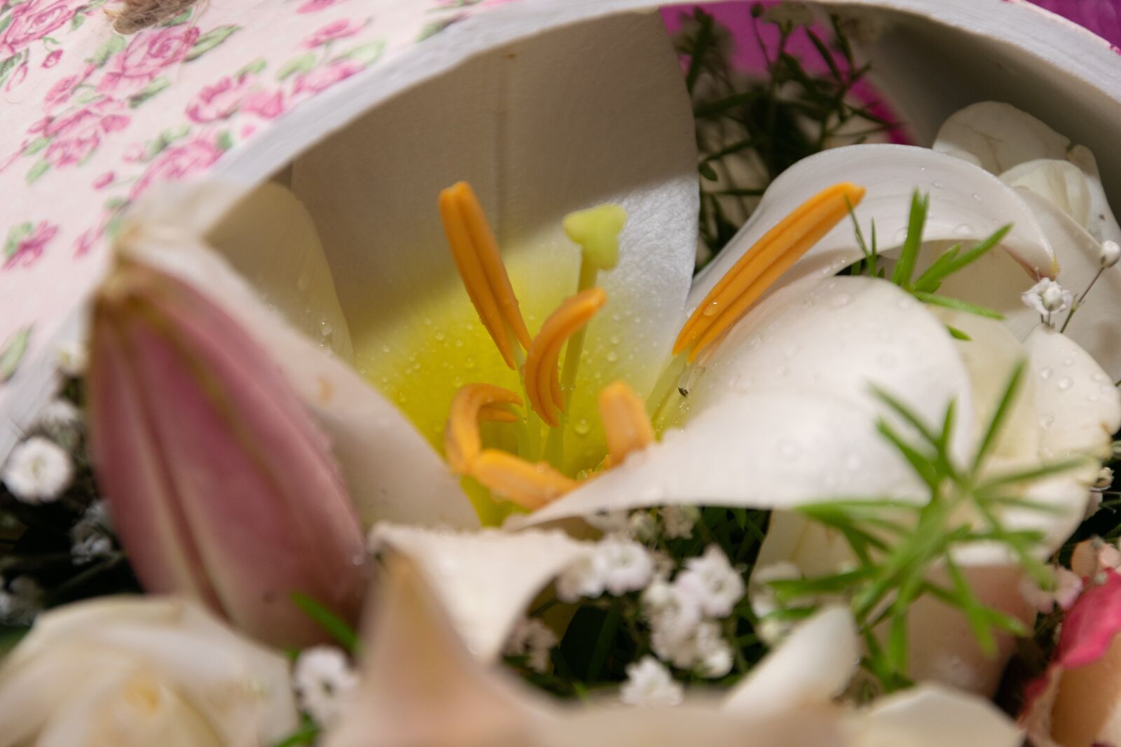 Nikon D3300 sample photo. Flower, orchid, blooms at photography