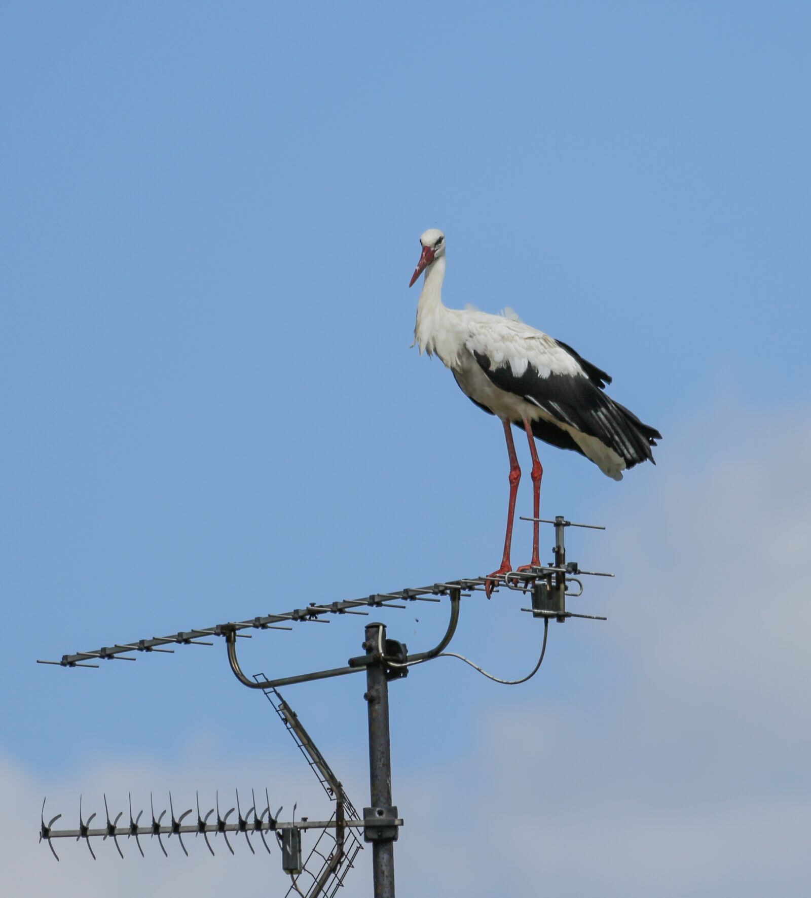 Canon EF 100-400mm F4.5-5.6L IS USM sample photo. Stork, antenna, standing photography