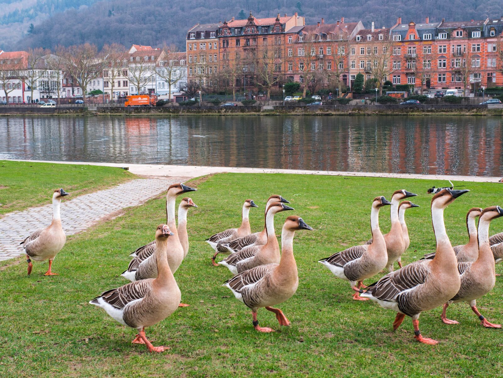 Panasonic Leica DG Summilux 25mm F1.4 II ASPH sample photo. Heidelberg, geese, river photography