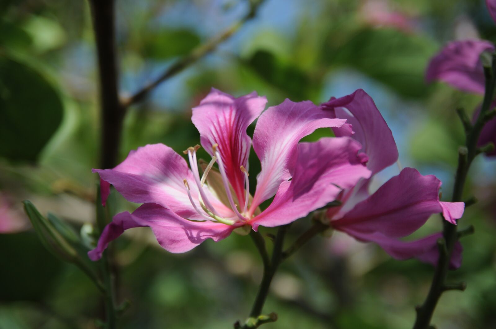 Nikon D90 sample photo. Flower, nature, spring photography