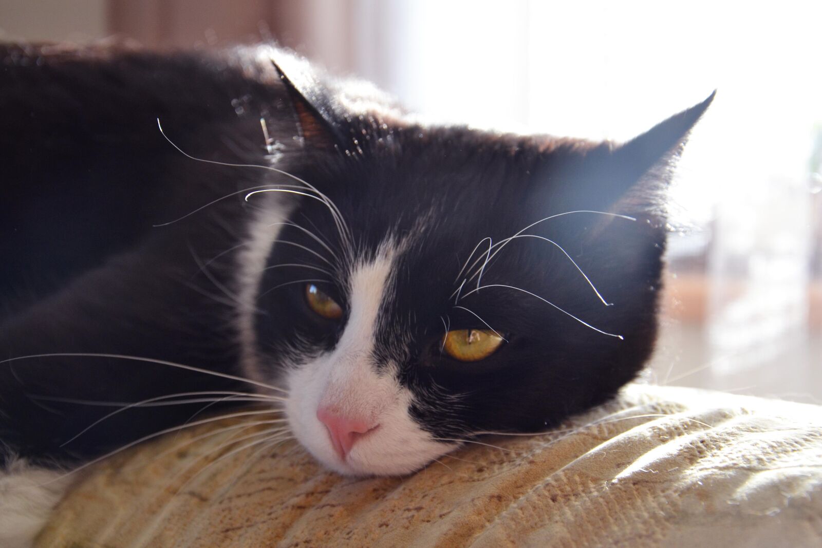 Nikon D3100 sample photo. Tomcat, sweetheart, pet photography