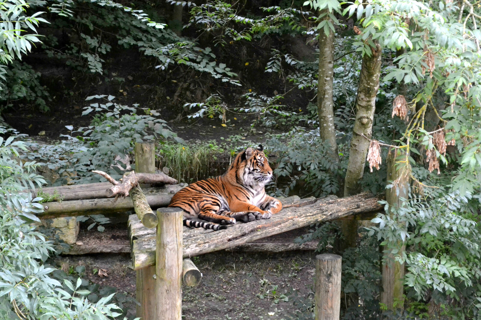 Nikon D3100 sample photo. Brown, and, black, tiger photography
