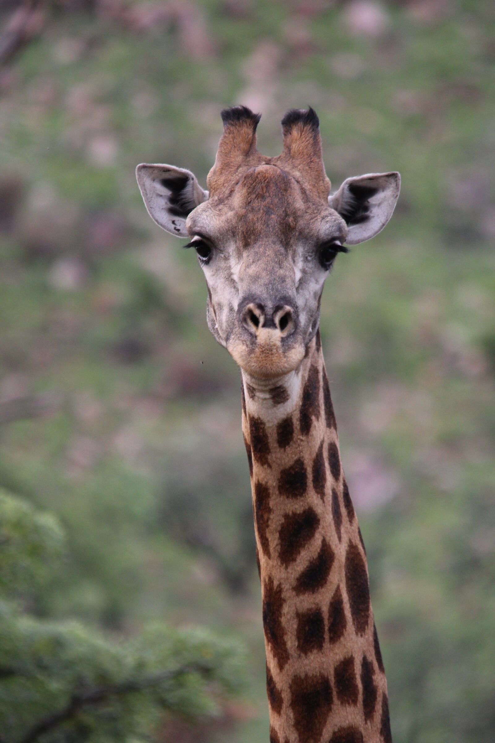 Canon EOS 650D (EOS Rebel T4i / EOS Kiss X6i) sample photo. Giraffe, animal, mammal photography
