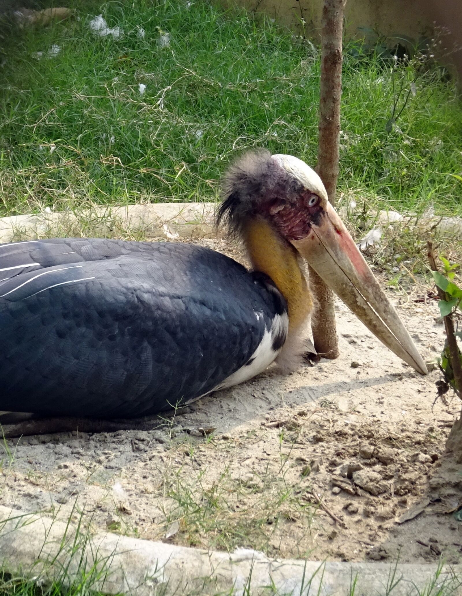 Sony DSC-HX60V sample photo. Stork, adjutant, bird photography