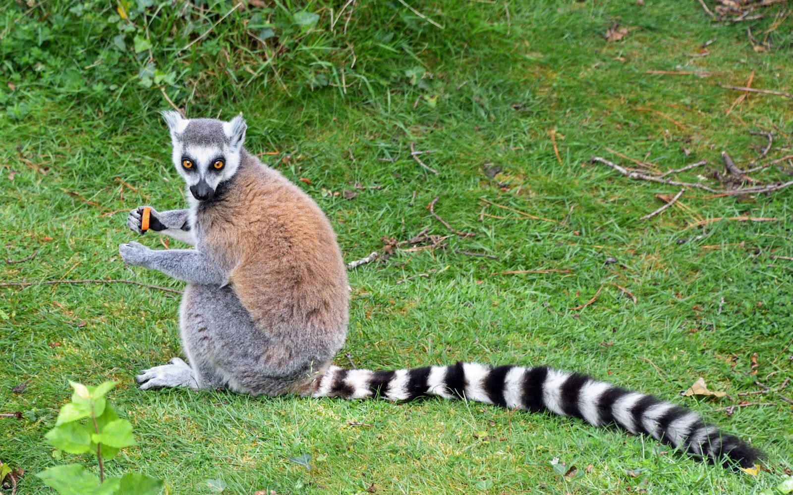 Nikon D500 sample photo. Lemur, maki catta, tail photography