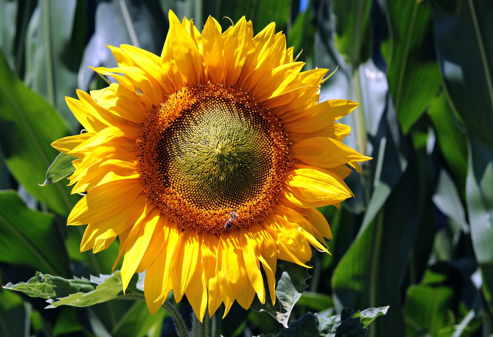 Canon EOS 80D + Canon EF 50mm F1.8 STM sample photo. Sunflower, flower, blossom photography