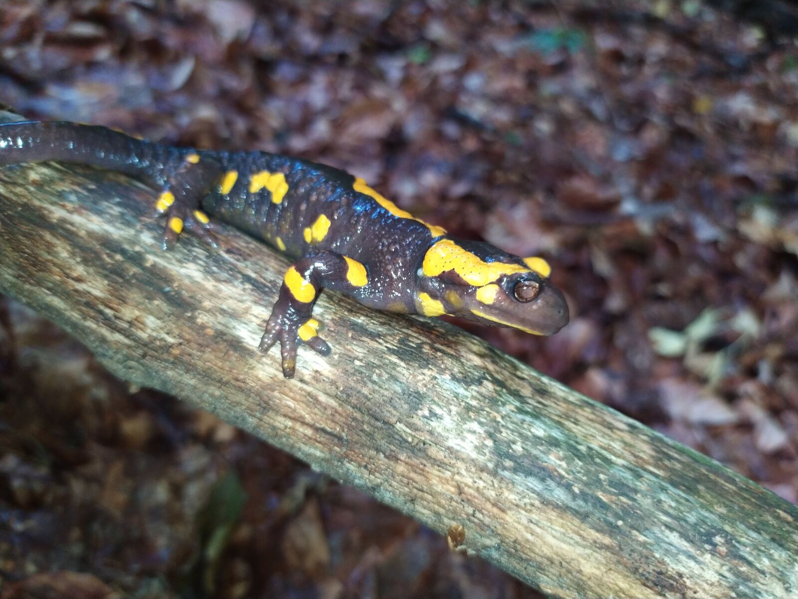 Xiaomi Redmi Note 7 sample photo. Amphibians, salamander, fire salamander photography