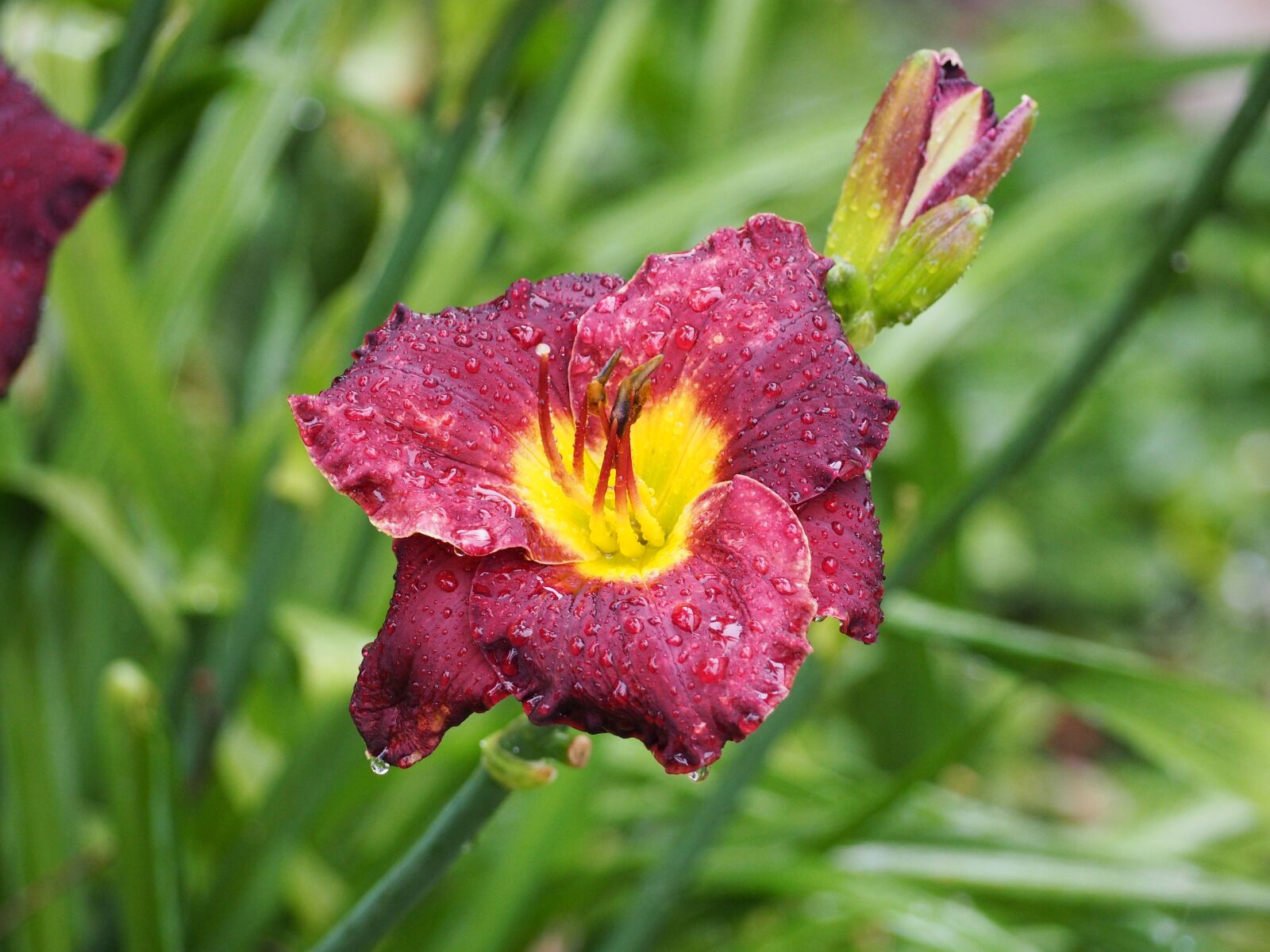 Olympus OM-D E-M10 sample photo. Lily, water drops, flower photography
