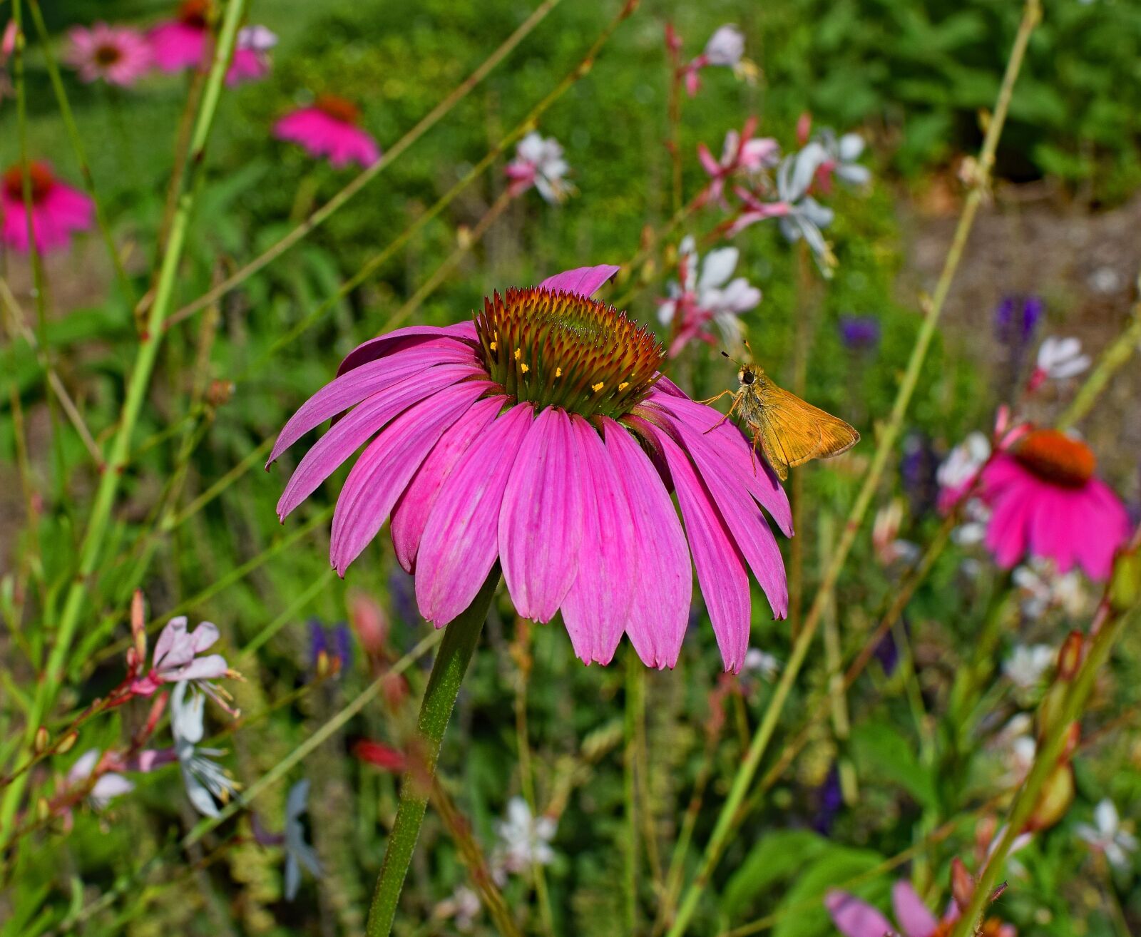 Nikon D3300 sample photo. Tawny-edged skipper, butterfly, pink photography