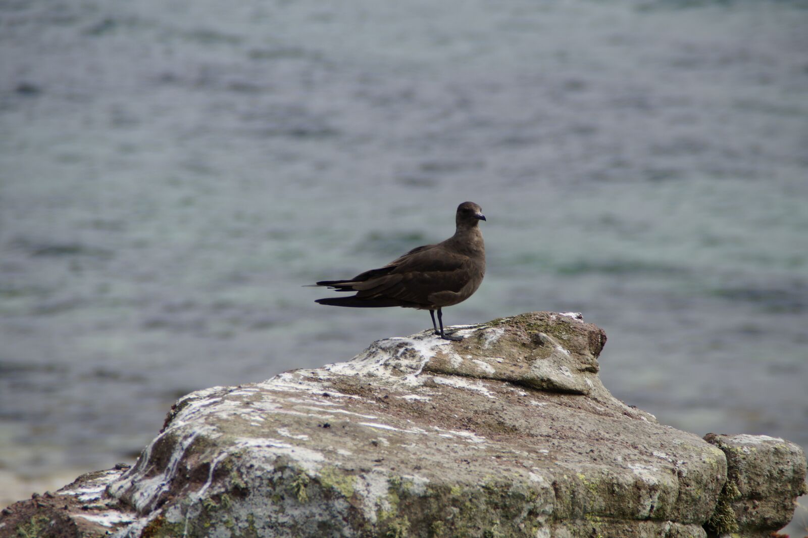Sony SLT-A58 sample photo. Skua, seagull, handa photography