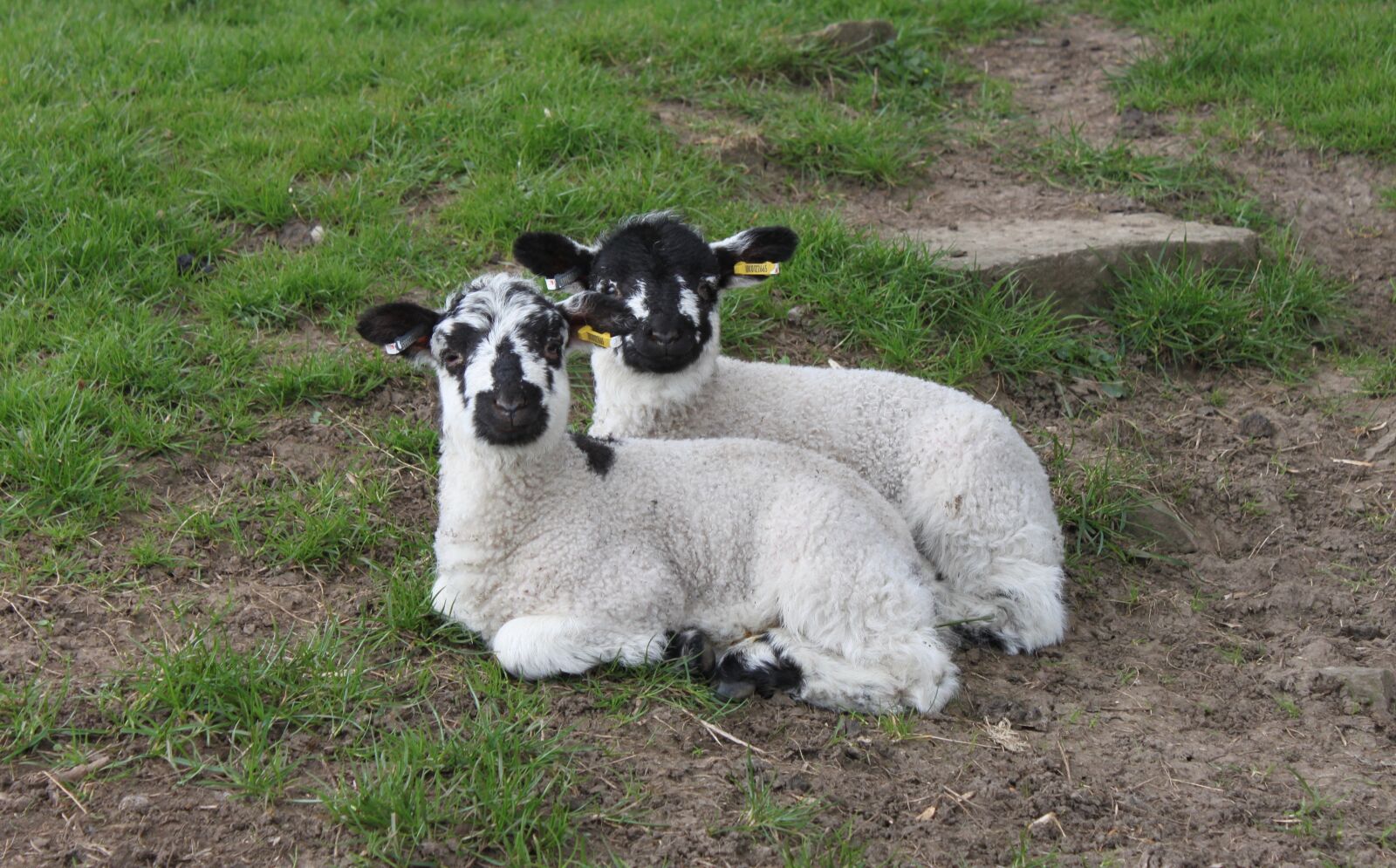 Canon EOS 500D (EOS Rebel T1i / EOS Kiss X3) sample photo. Lamb, easter, meadow photography