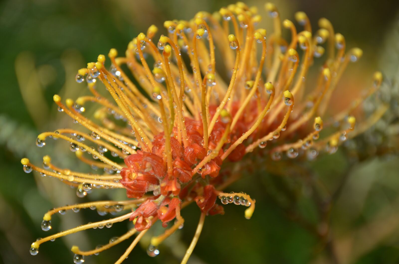 Nikon D7000 sample photo. Flower, garden, nature photography