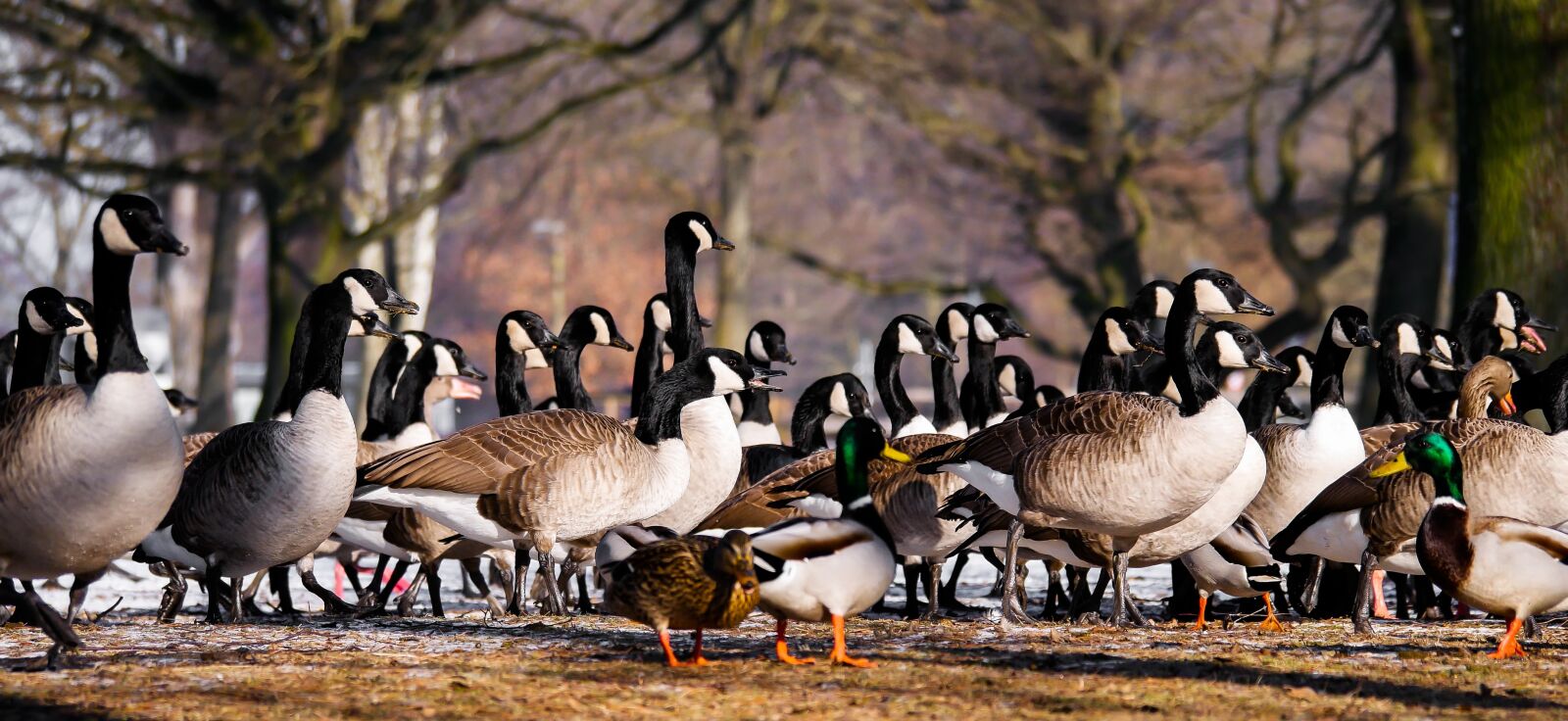 Panasonic DMC-G70 sample photo. Animal, goose, ducks photography