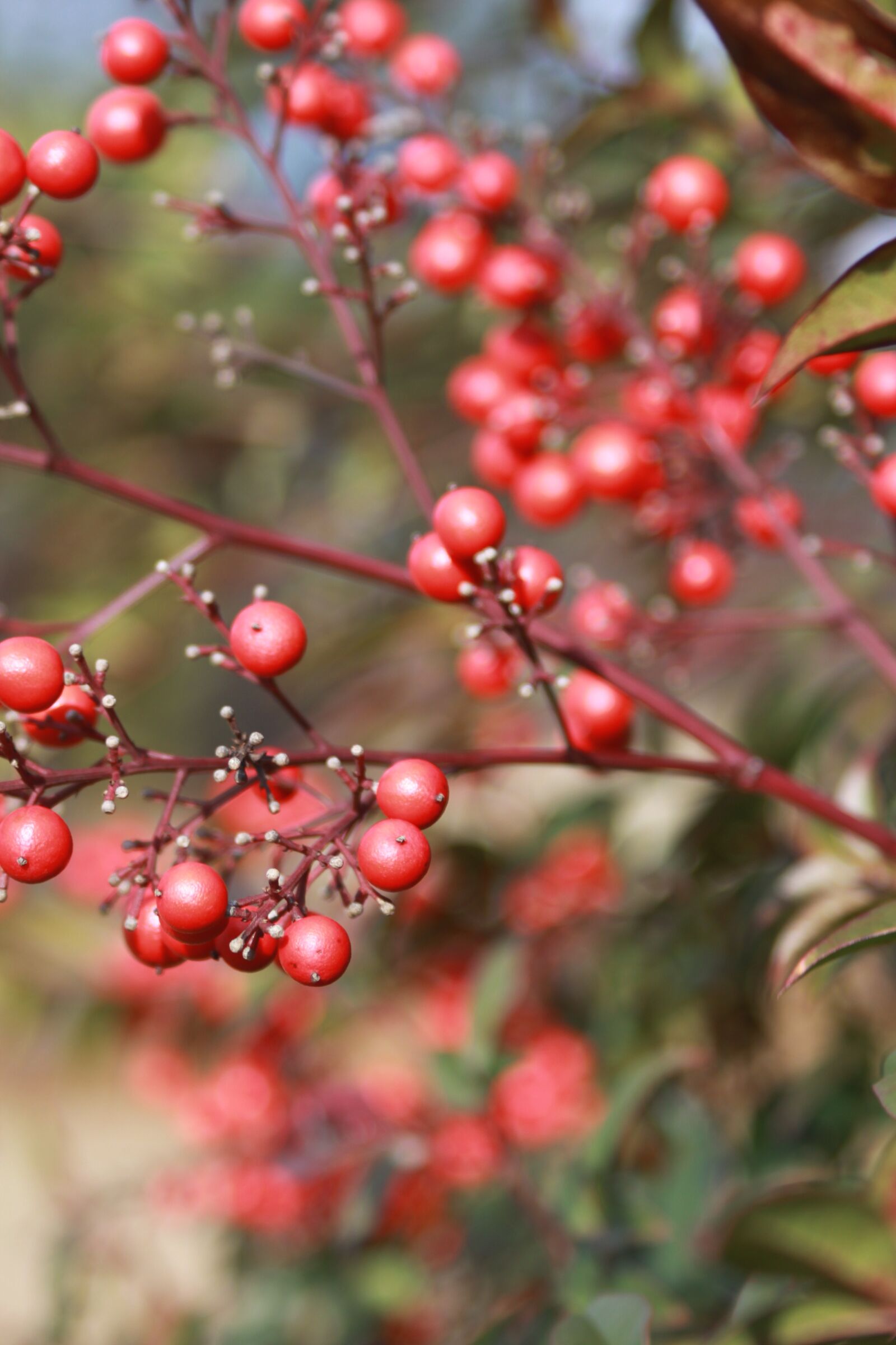 Canon EOS 50D sample photo. Tree, bush, berry photography
