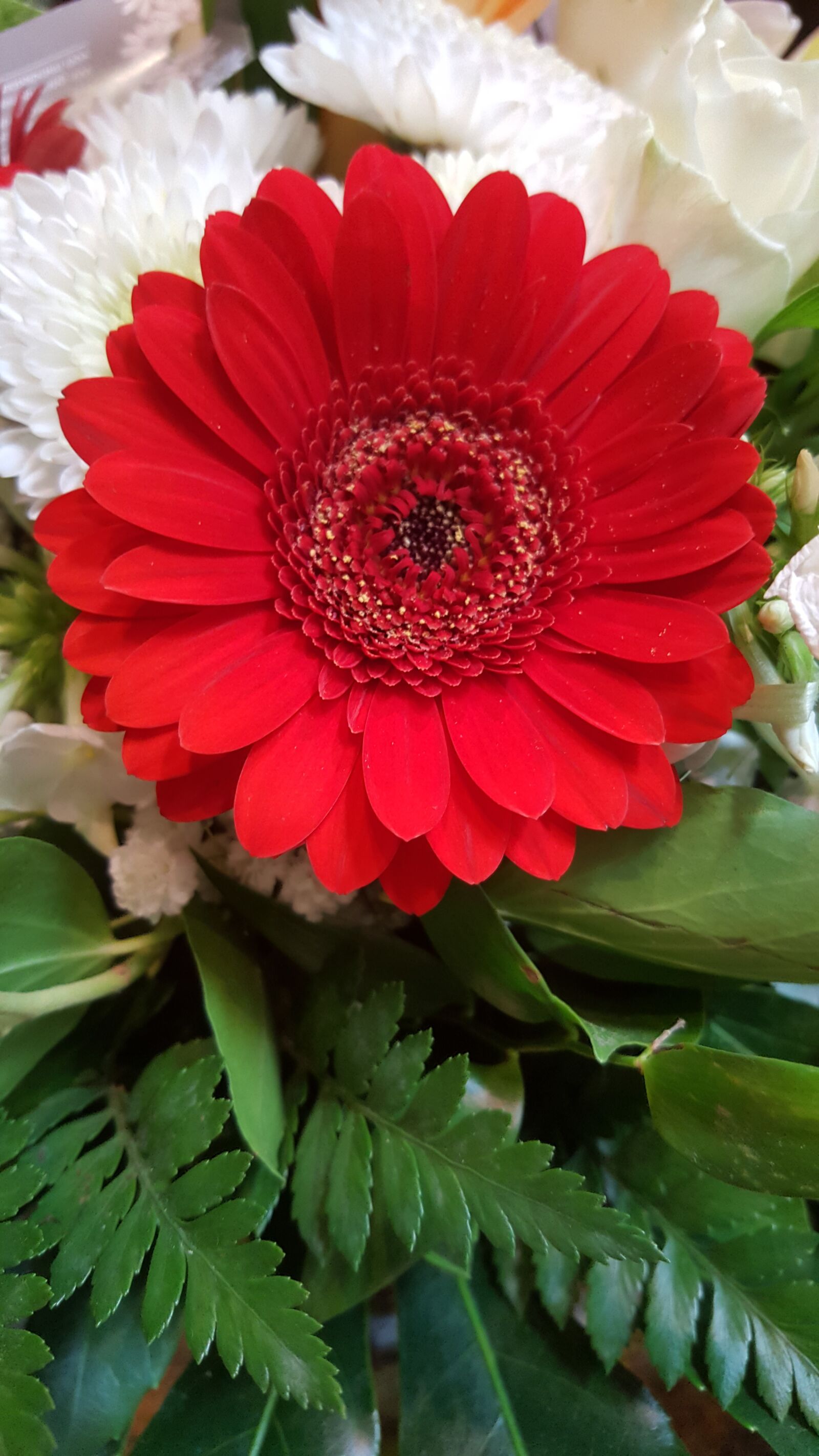 Samsung Galaxy S6 sample photo. Flower, red, red flower photography