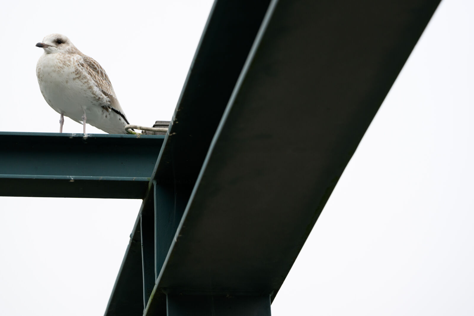 Nikon Z8 sample photo. Seagull watch photography