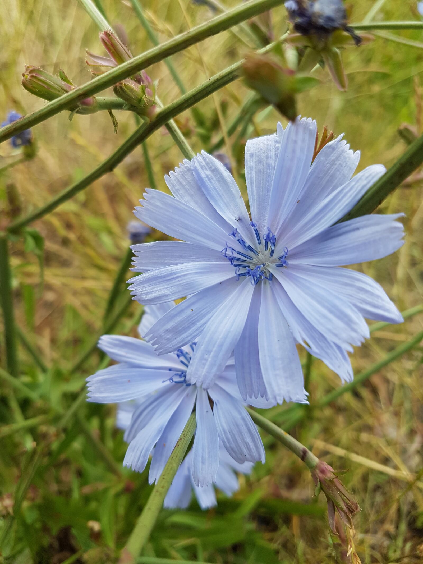 Samsung Galaxy S7 sample photo. Flower, nature, blue photography