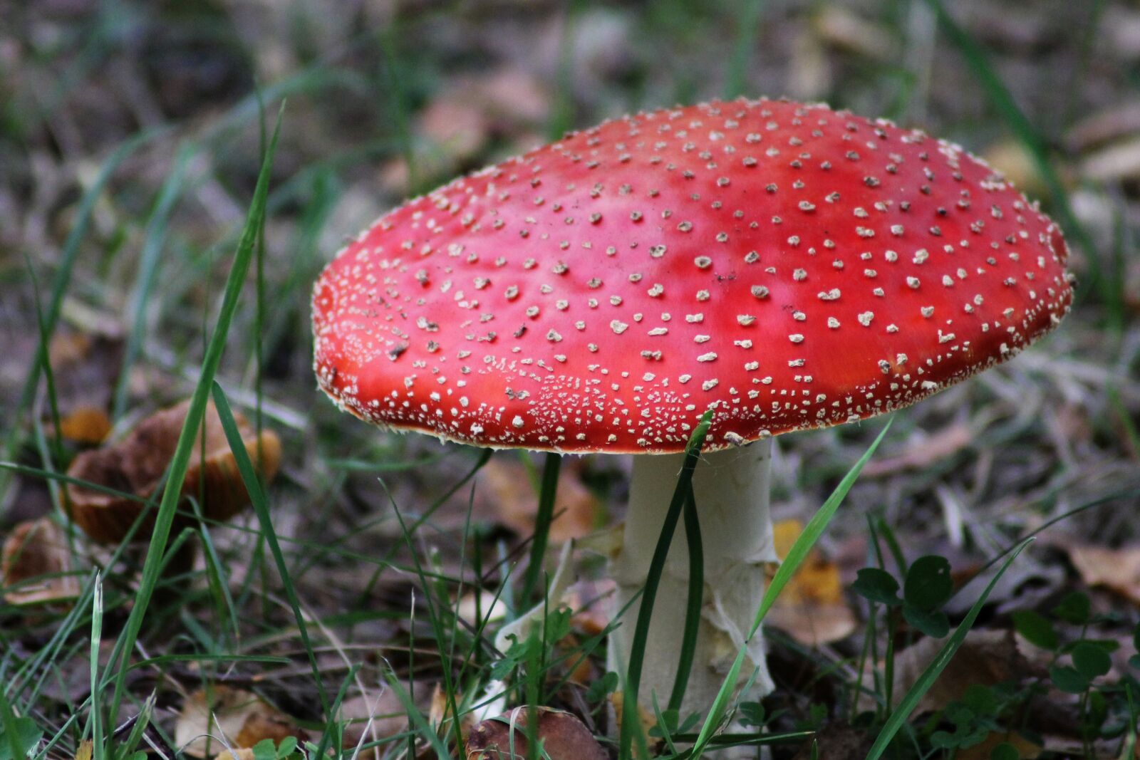 Canon EOS 1100D (EOS Rebel T3 / EOS Kiss X50) sample photo. Fly agaric, red, white photography