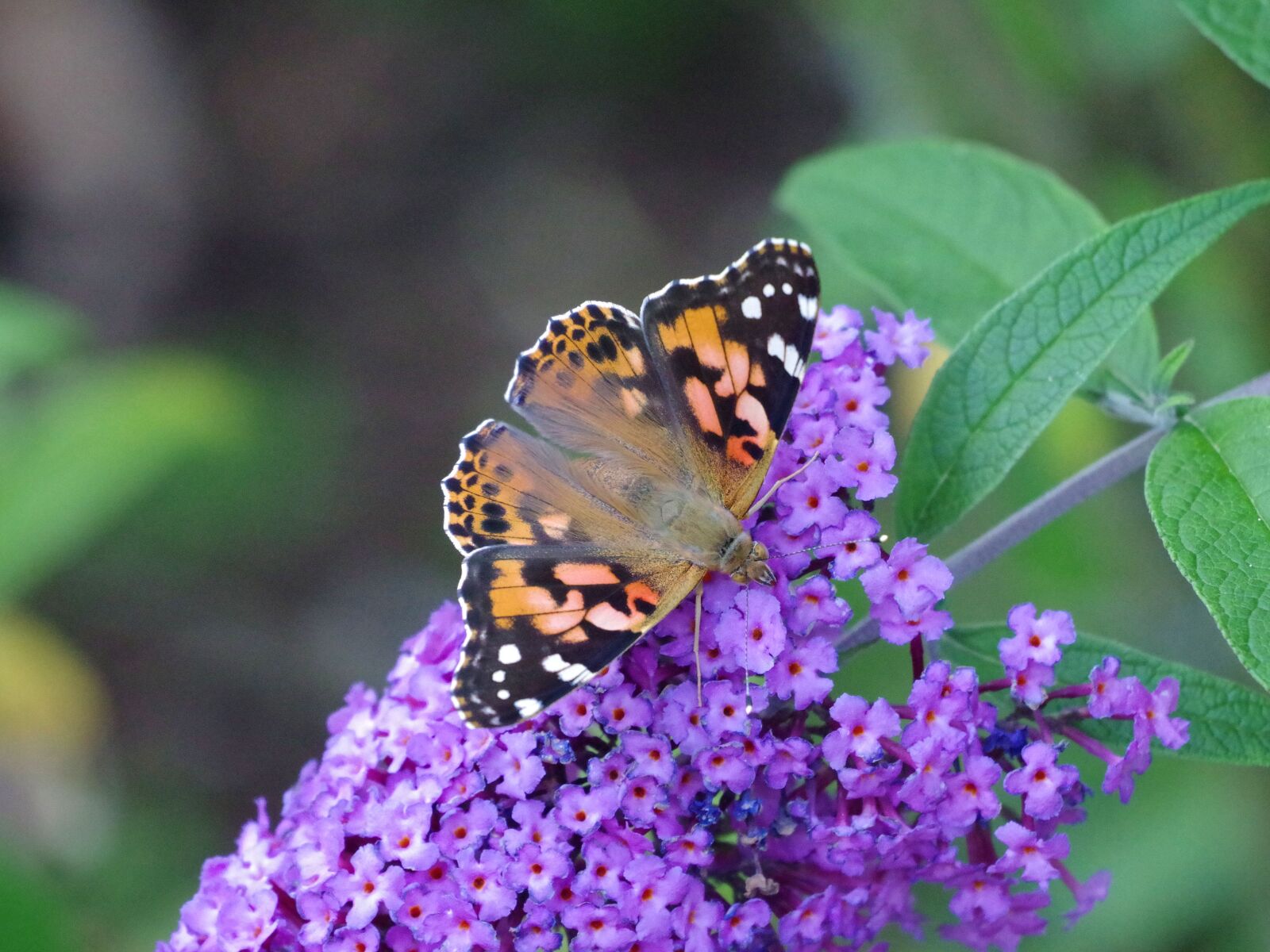 Pentax K-70 sample photo. Butterfly, vanessa cardui, insect photography