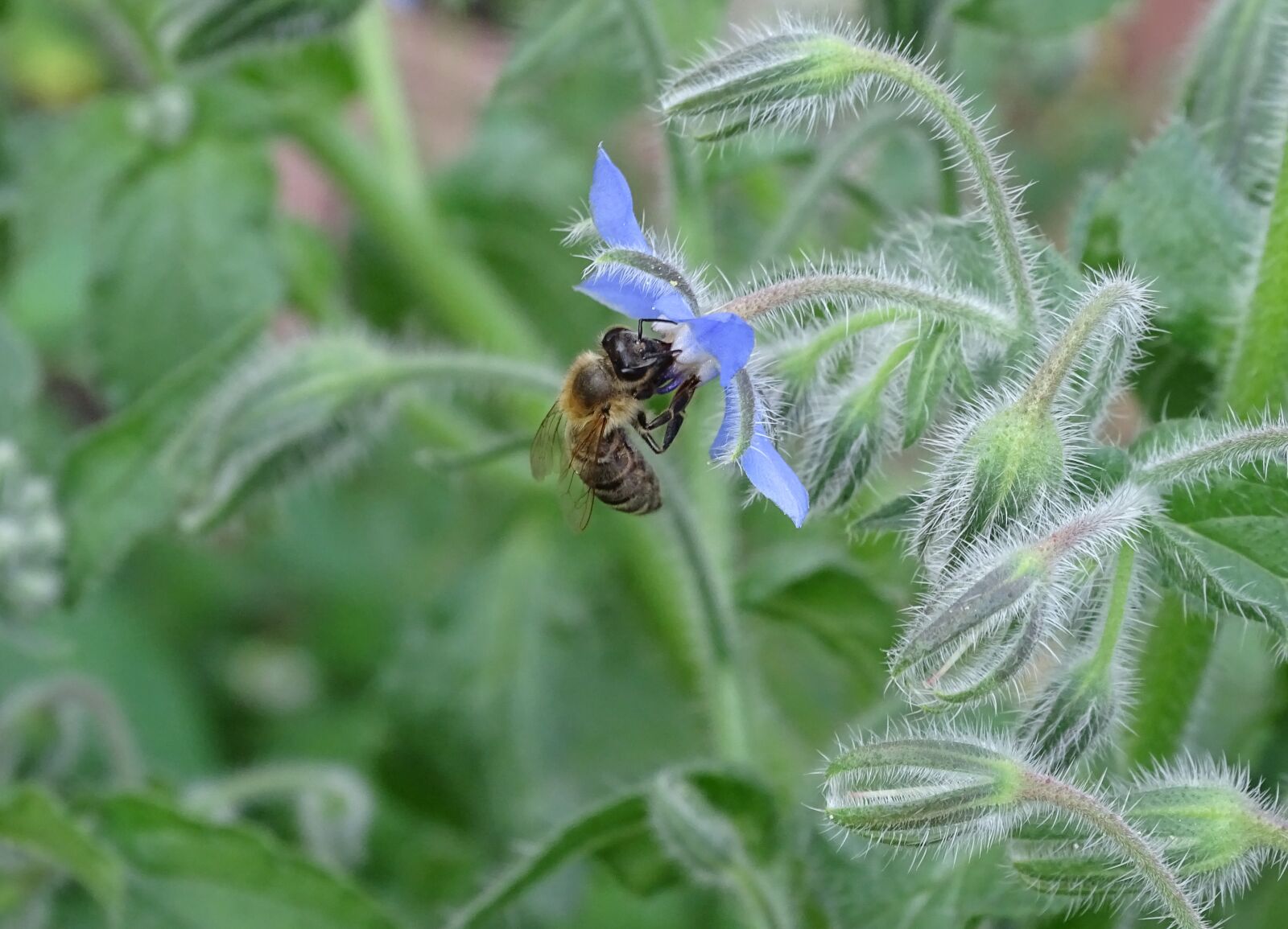 Sony Cyber-shot DSC-HX400V sample photo. Borage, cucumber herb, borretschbl photography