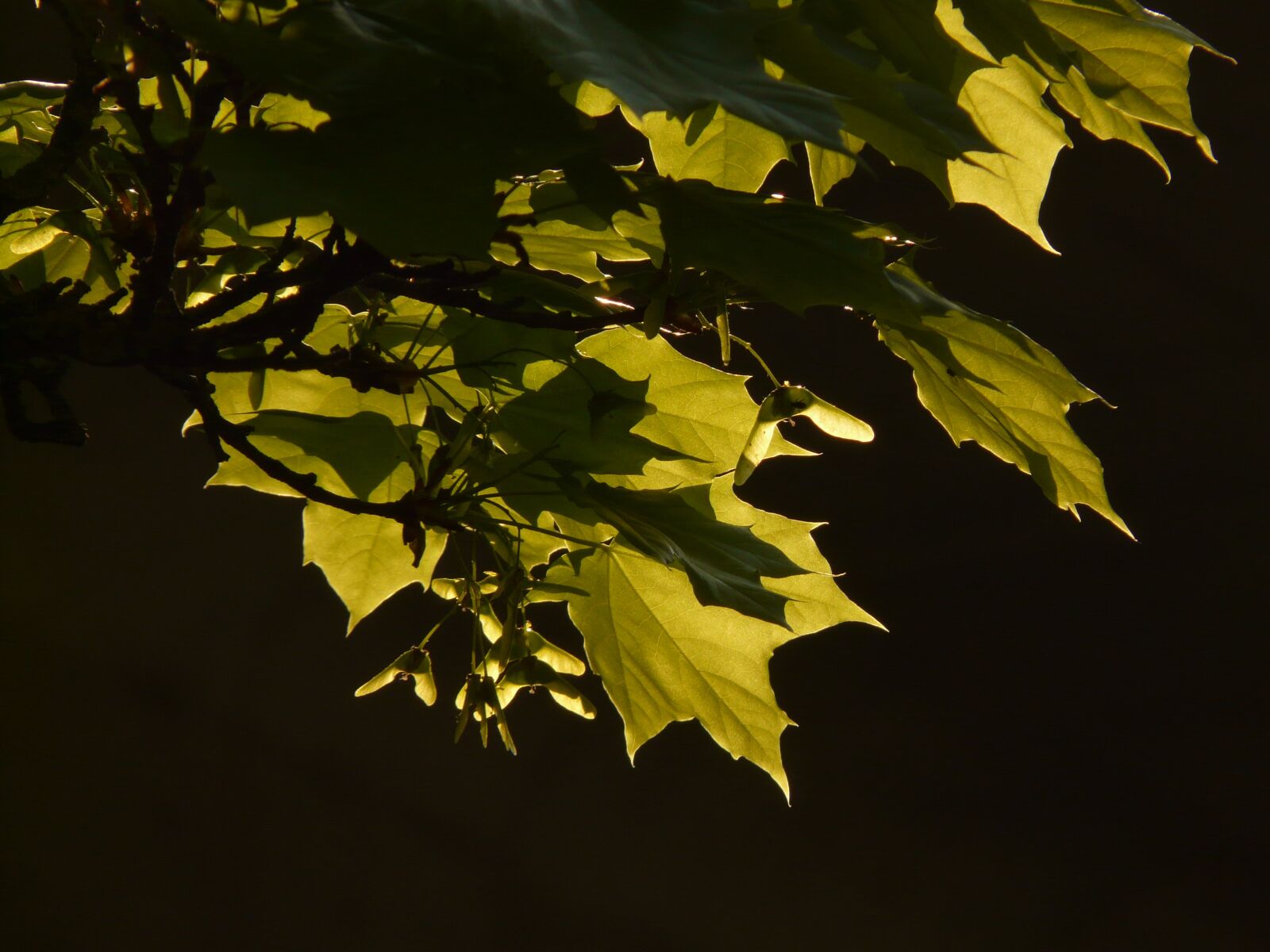 Panasonic DMC-FZ18 sample photo. Maple, maple leaf, leaf photography