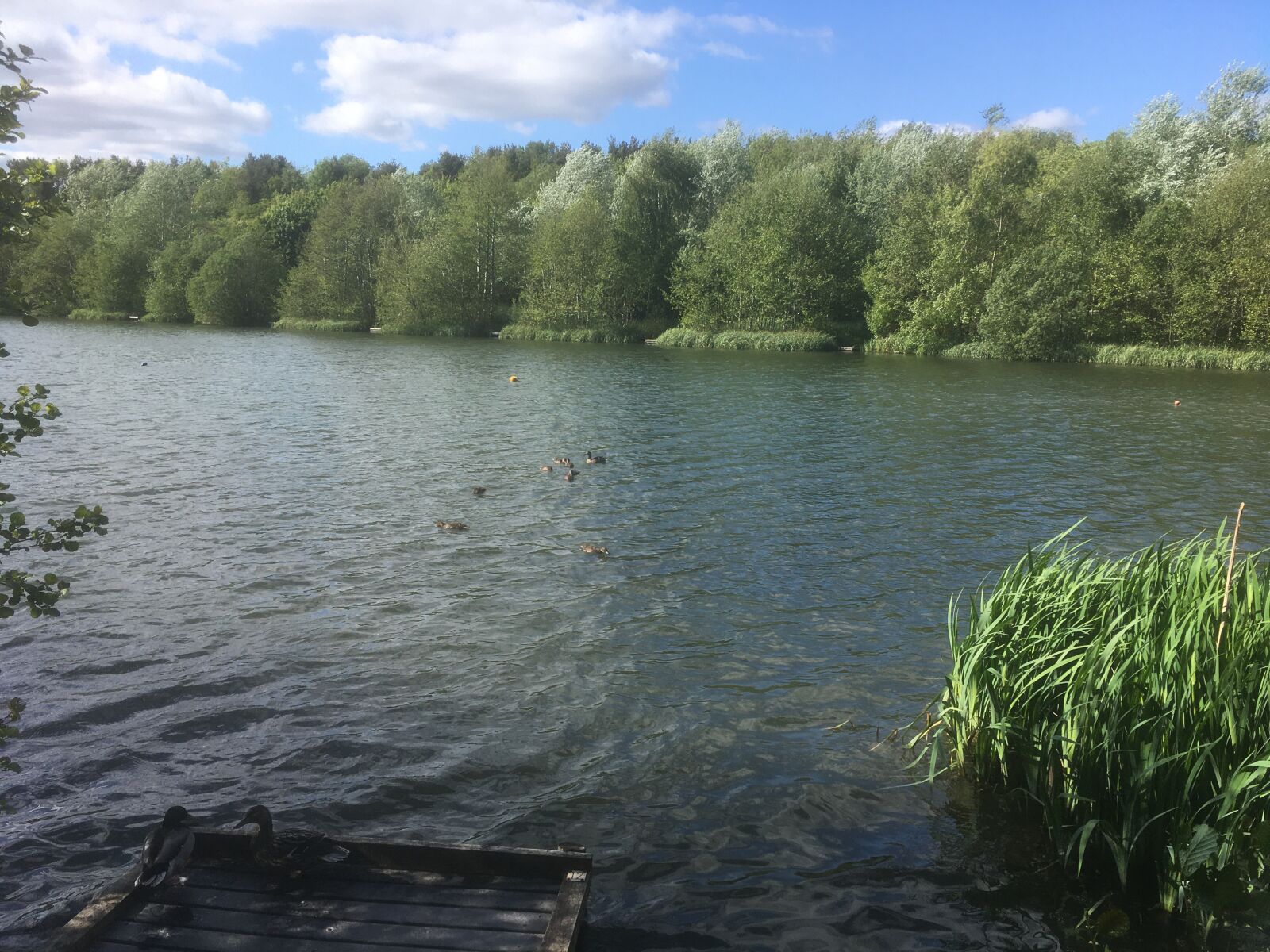 iPhone SE back camera 4.15mm f/2.2 sample photo. Derbyshire, holmebrook, spring photography