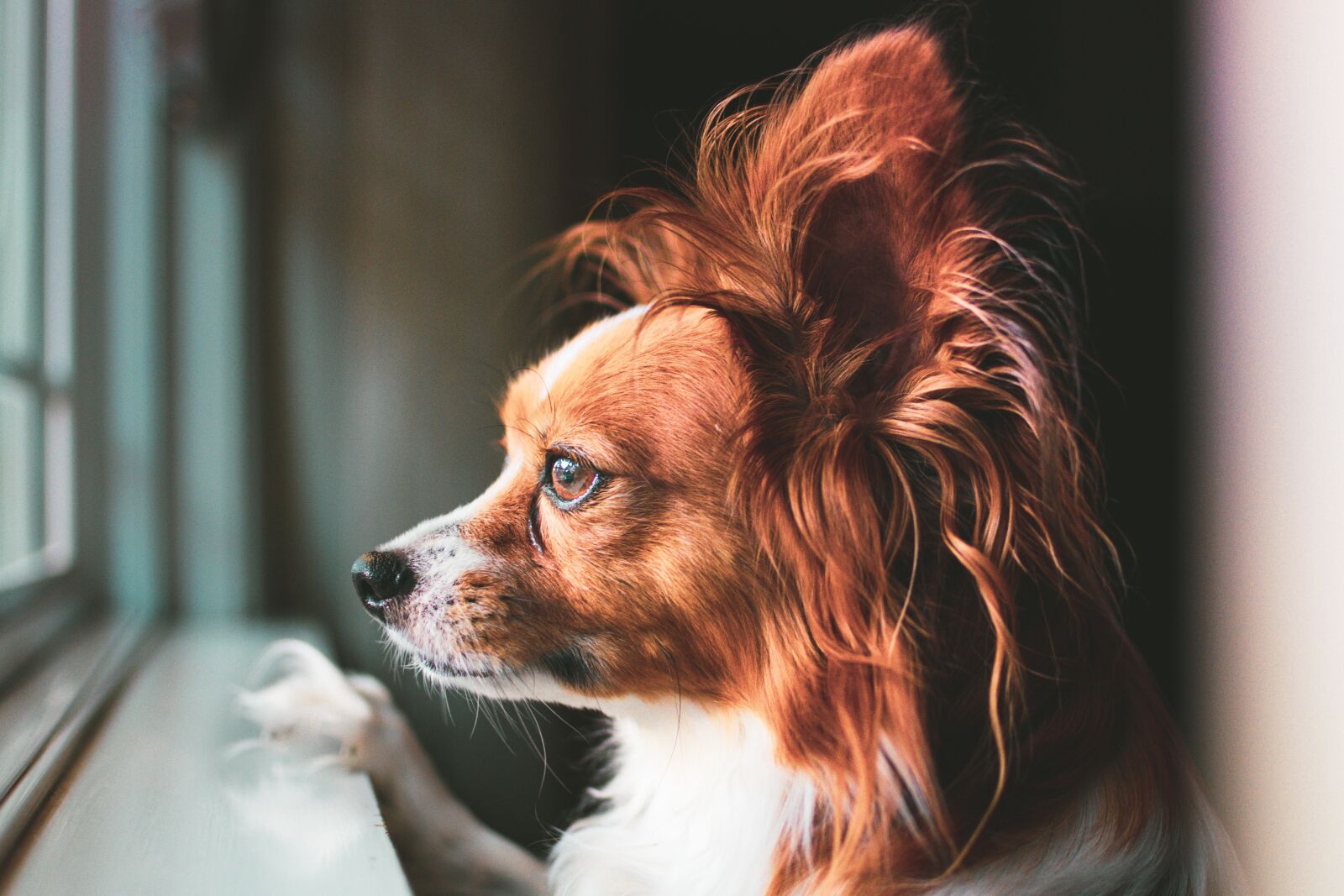 Nikon D3400 sample photo. Dog, cute, puppy photography