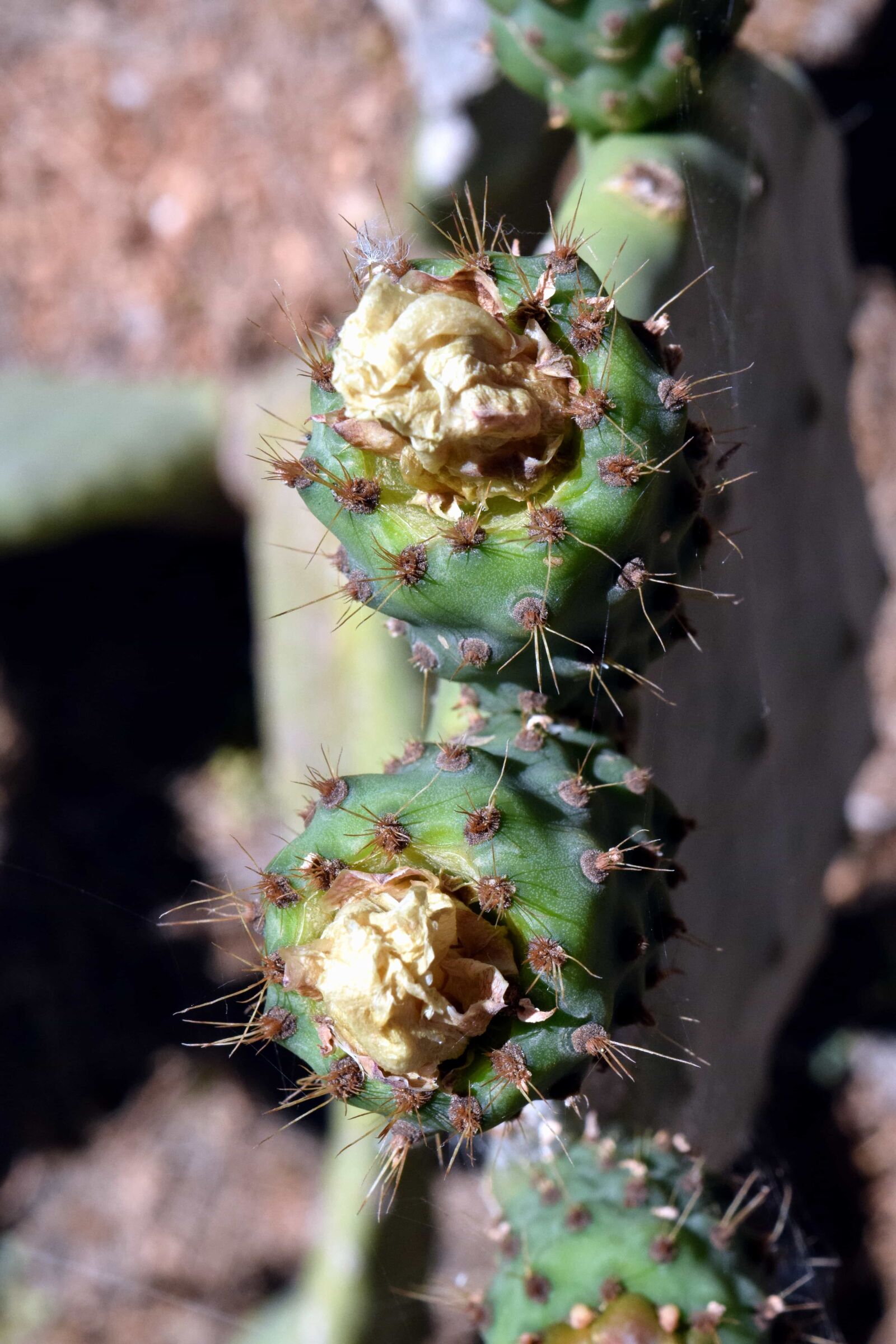 Nikon D3300 sample photo. Flora, nature, cactus, dry photography