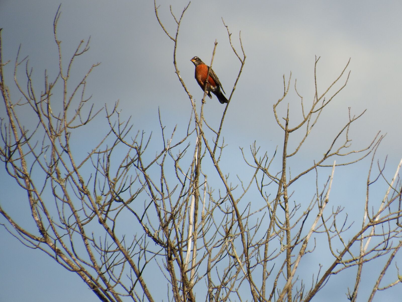 Fujifilm FinePix S1 sample photo. Robin, redbreast, bird photography