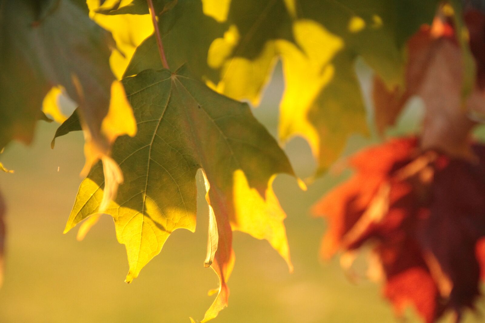 Canon EOS 7D sample photo. Tree, forest, nature photography