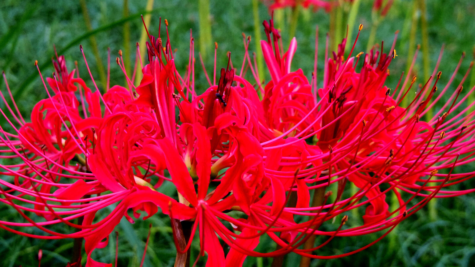 Pentax Q10 sample photo. Flower photography