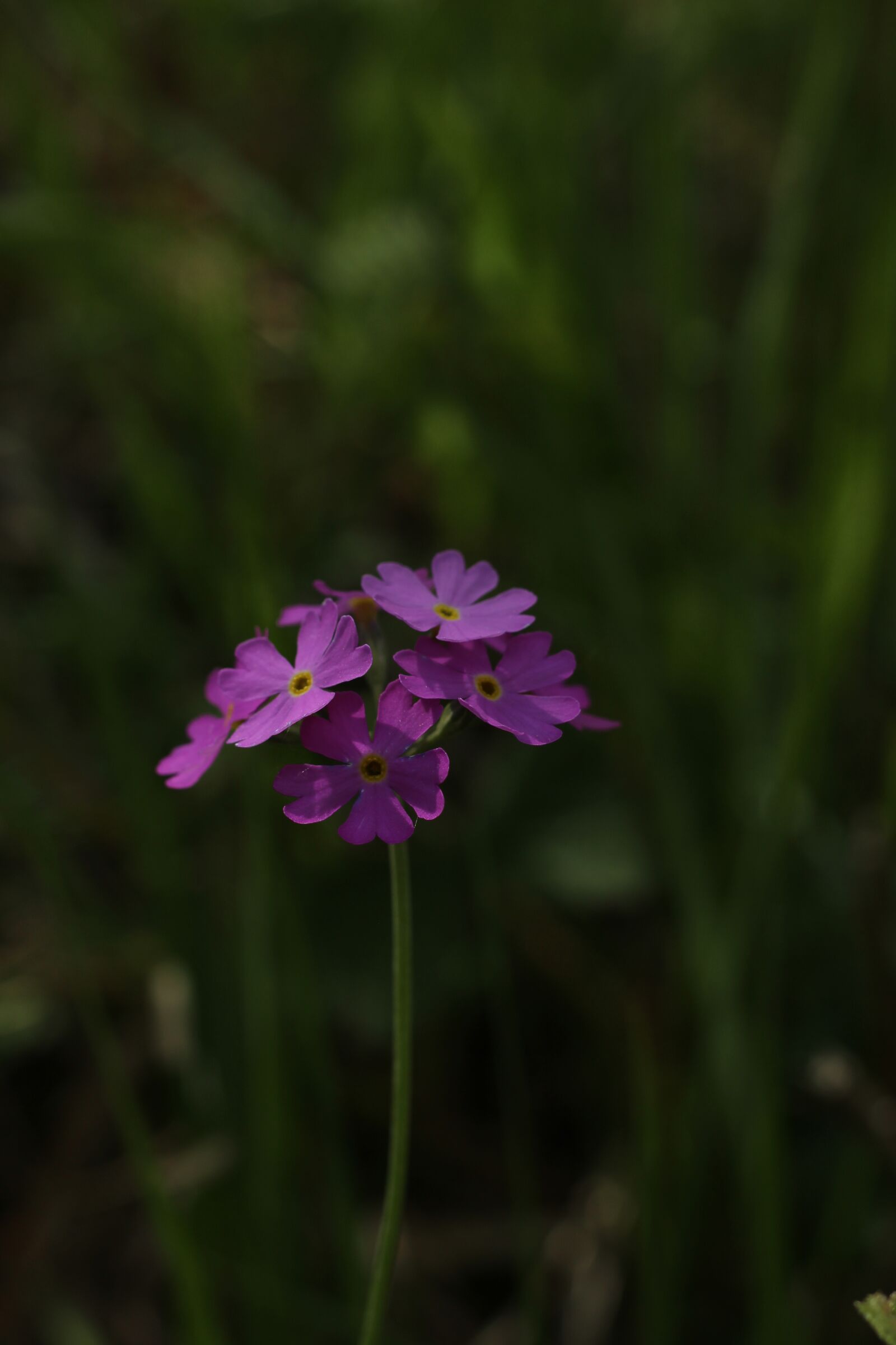 Canon EOS 600D (Rebel EOS T3i / EOS Kiss X5) + Canon EF 50mm F1.8 STM sample photo. Primrose, blossom, bloom photography